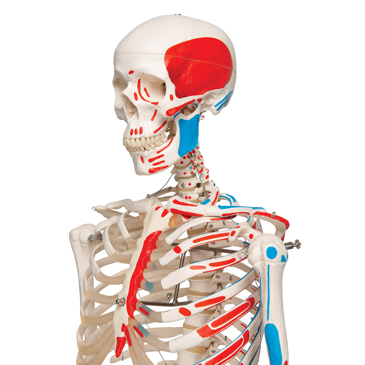 Human Skeleton Model Max with Painted Muscle Origins & Inserts - 3B Scientific A11, view 14