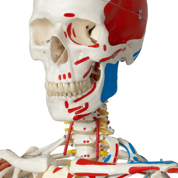 Human Skeleton Model | Skeleton Models