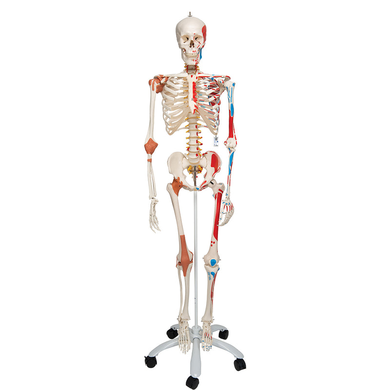 Human Skeleton Model | Skeleton Models