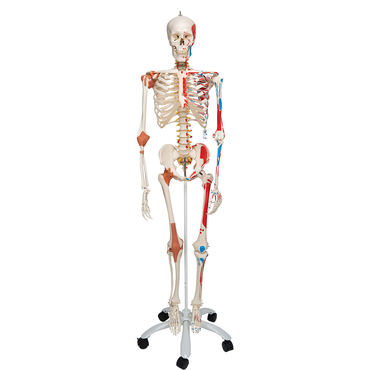 Human Skeleton Model "Sam" with Muscles & Ligaments - 3B Scientific A13, view 8