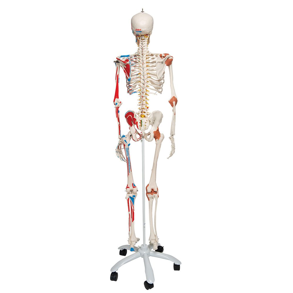 3B Scientific Anatomical Models & Healthcare Simulation Tools