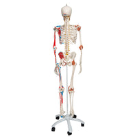 Anatomical Models