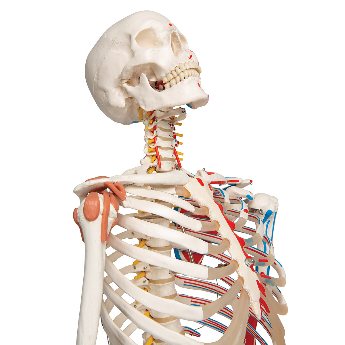 Human Skeleton Model "Sam" with Muscles & Ligaments - 3B Scientific A13, view 5