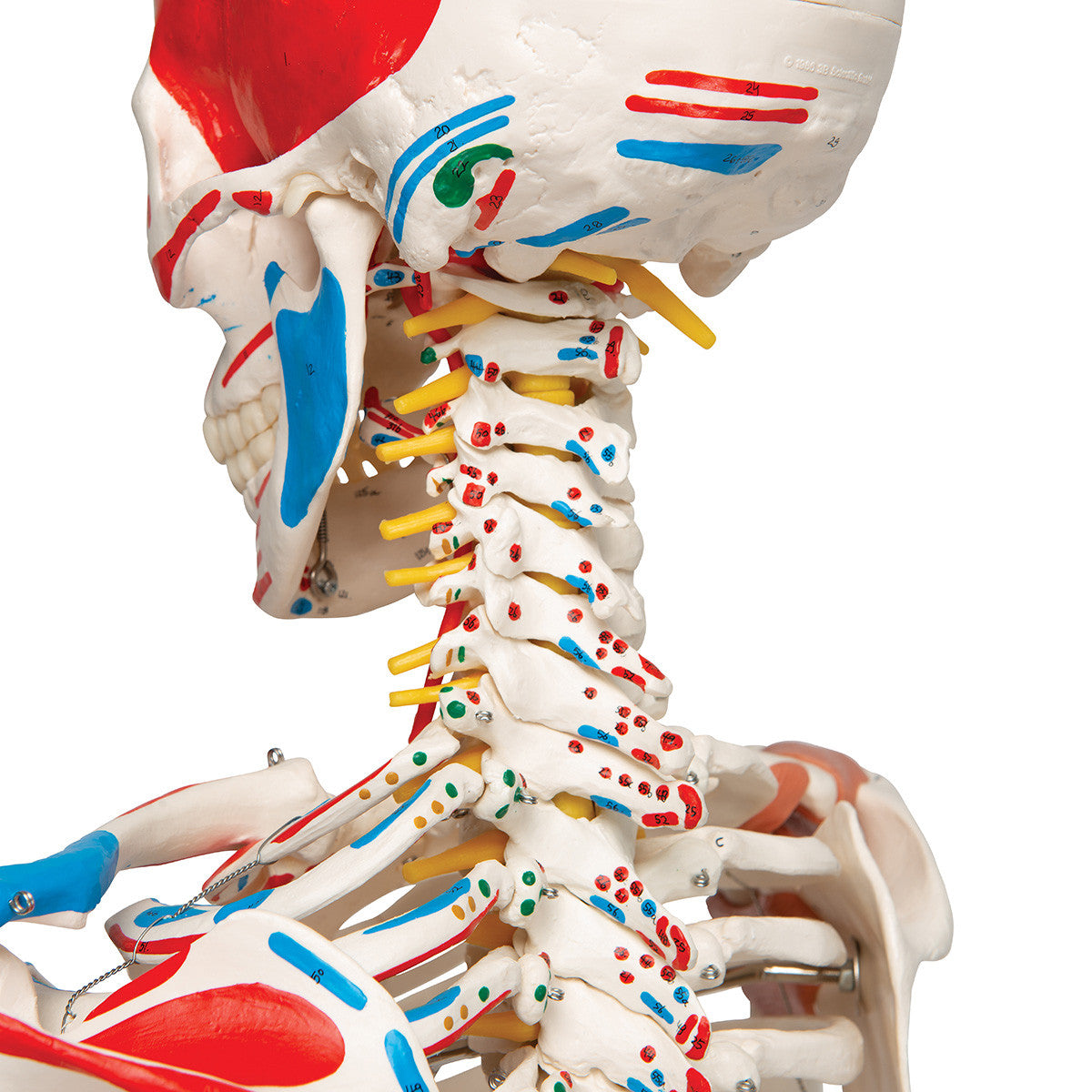 Super Skeleton with Muscle and Ligaments and Hanging Stand - Cervical spine detail