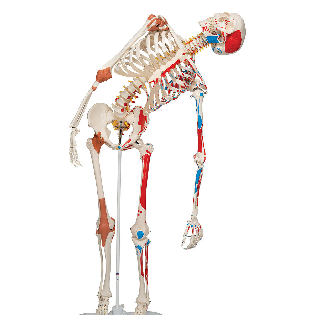 Human Skeleton Model "Sam" with Muscles & Ligaments - 3B Scientific A13, view 7