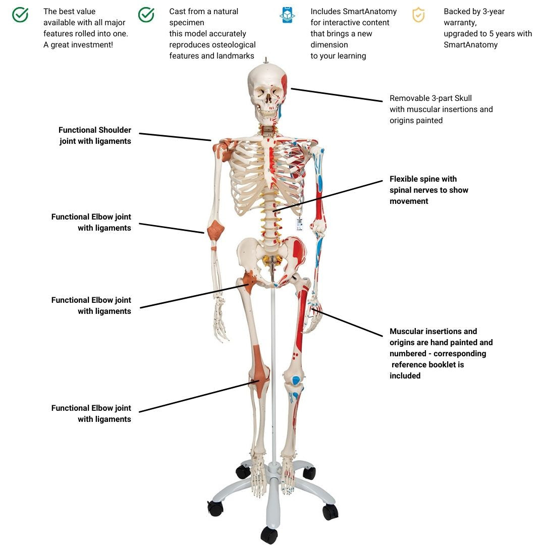 Super Skeleton with Muscle and Ligaments Features