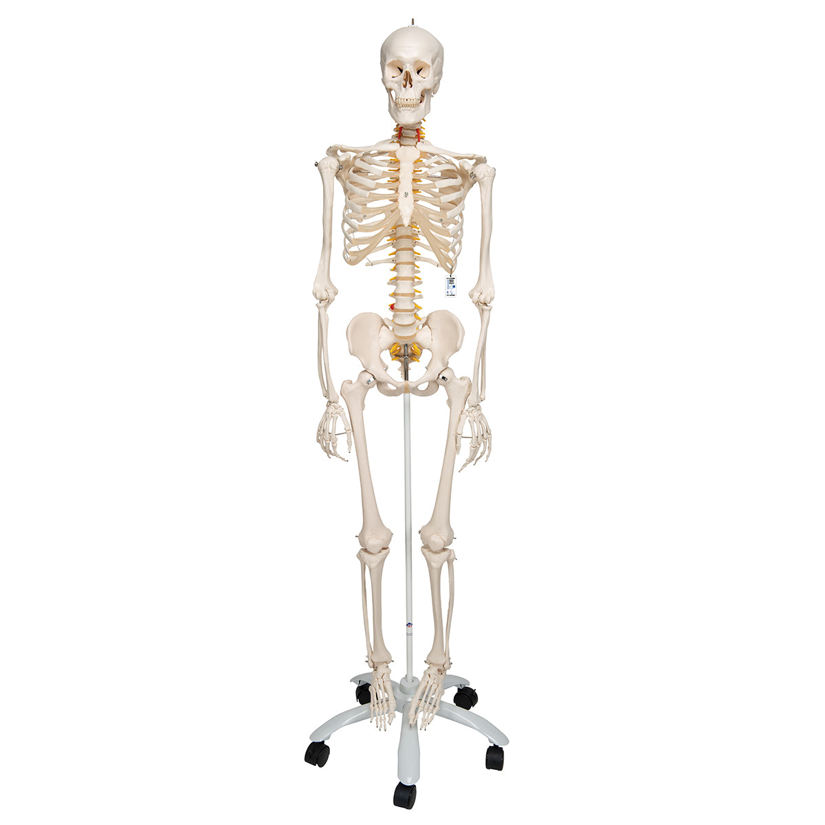 Flexible Human Skeleton Model Fred - 3B Scientific A15, view 8