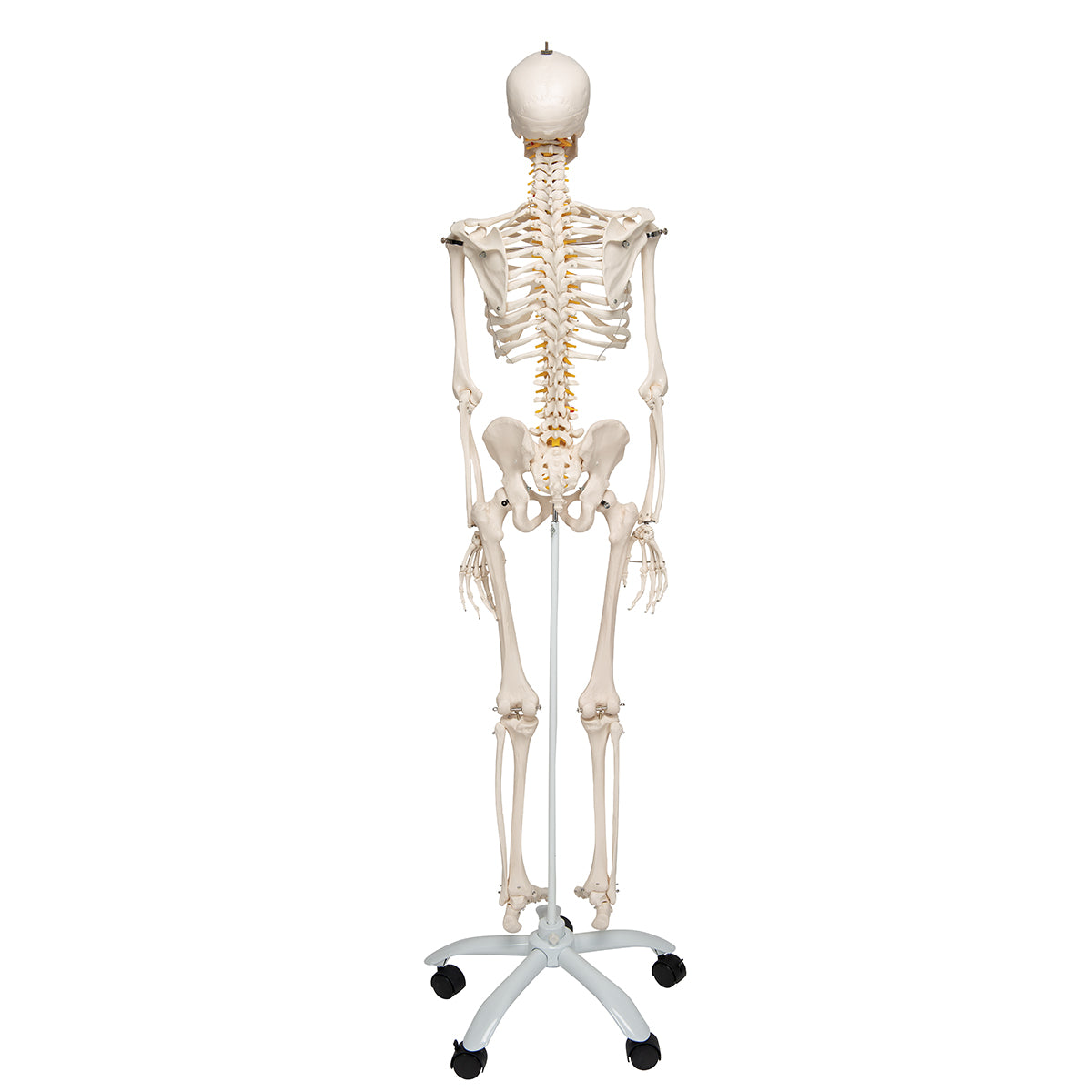 Flexible Human Skeleton Model Fred - 3B Scientific A15, view 9