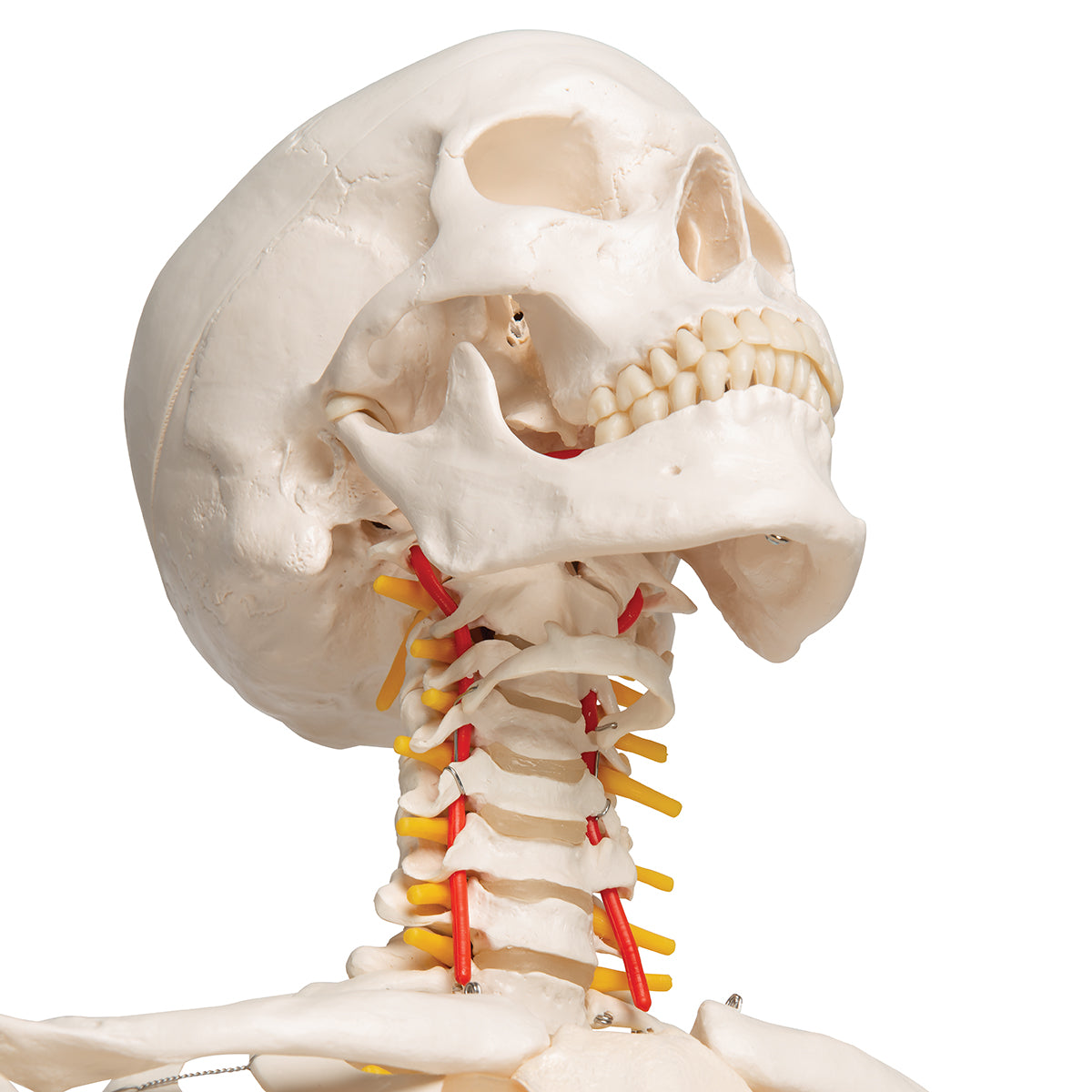 Flexible Human Skeleton Model Fred - 3B Scientific A15, view 12