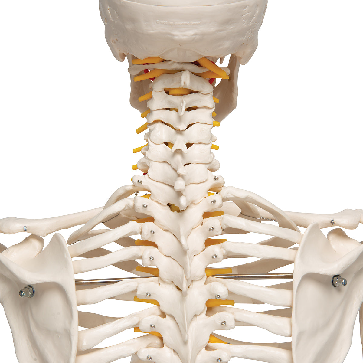 Flexible Human Skeleton Model Fred - 3B Scientific A15, view 13