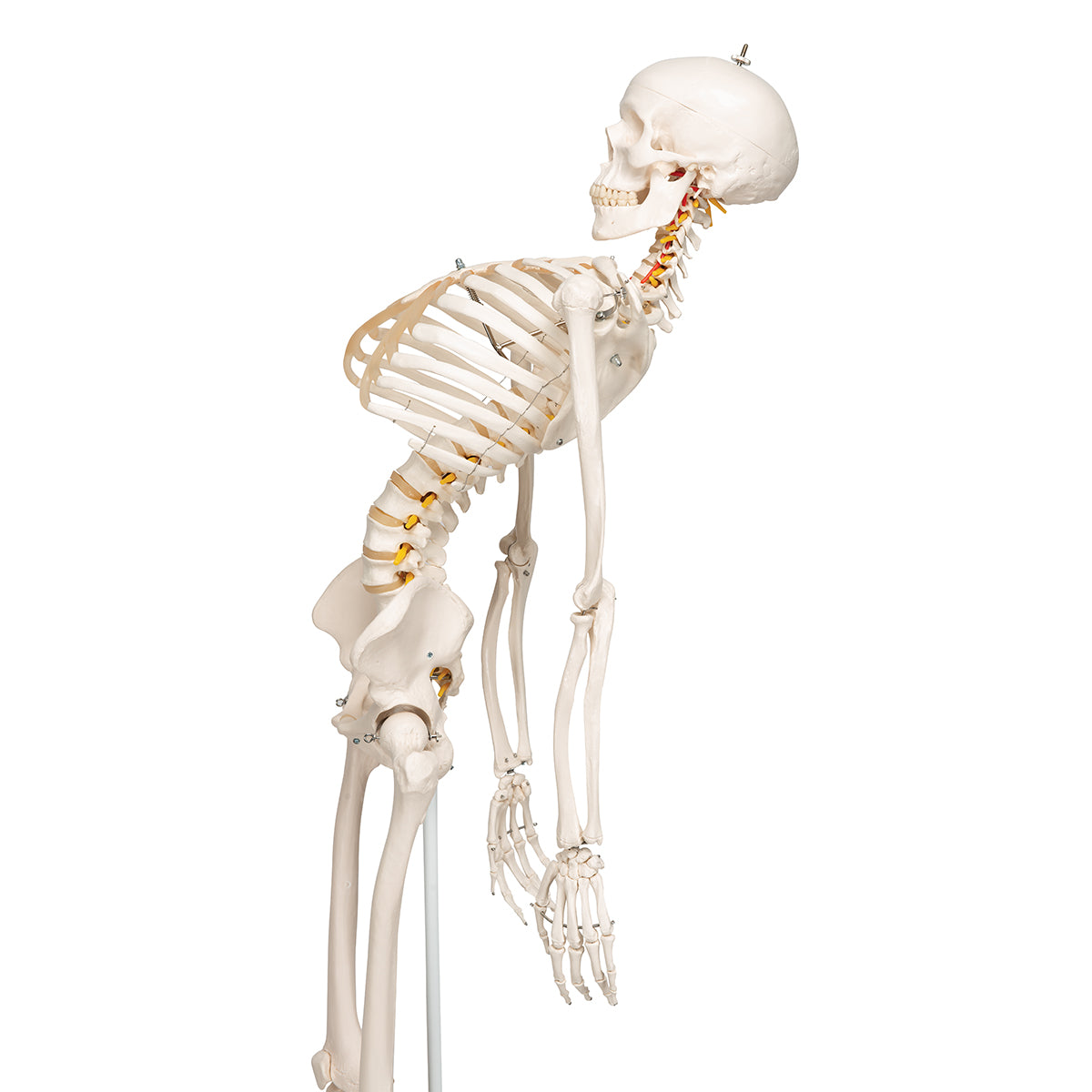 Flexible Human Skeleton Model Fred - 3B Scientific A15, view 14
