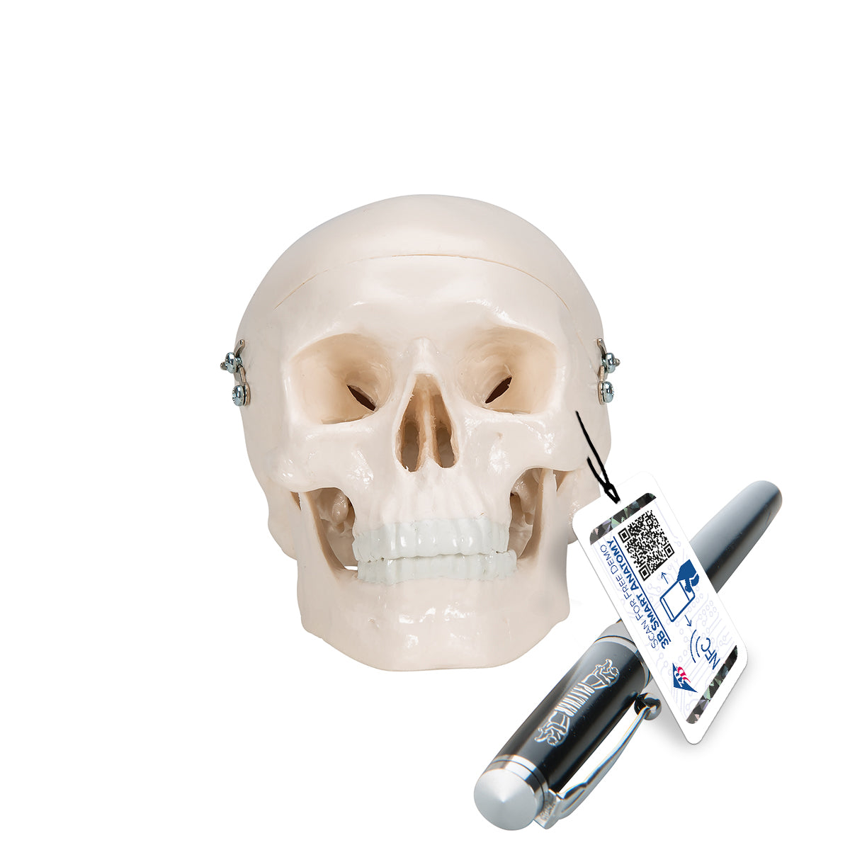 Mini Human Skull Model, 3-part (Skullcap, Base of Skull, Mandible)