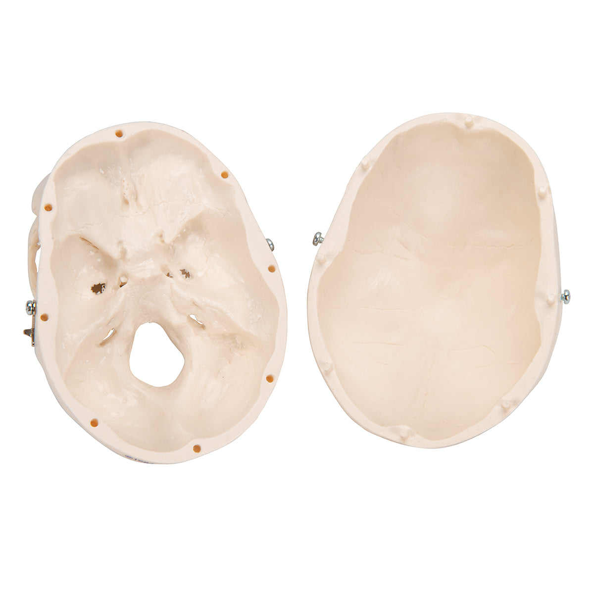 Mini Human Skull Model, 3-part (Skullcap, Base of Skull, Mandible)