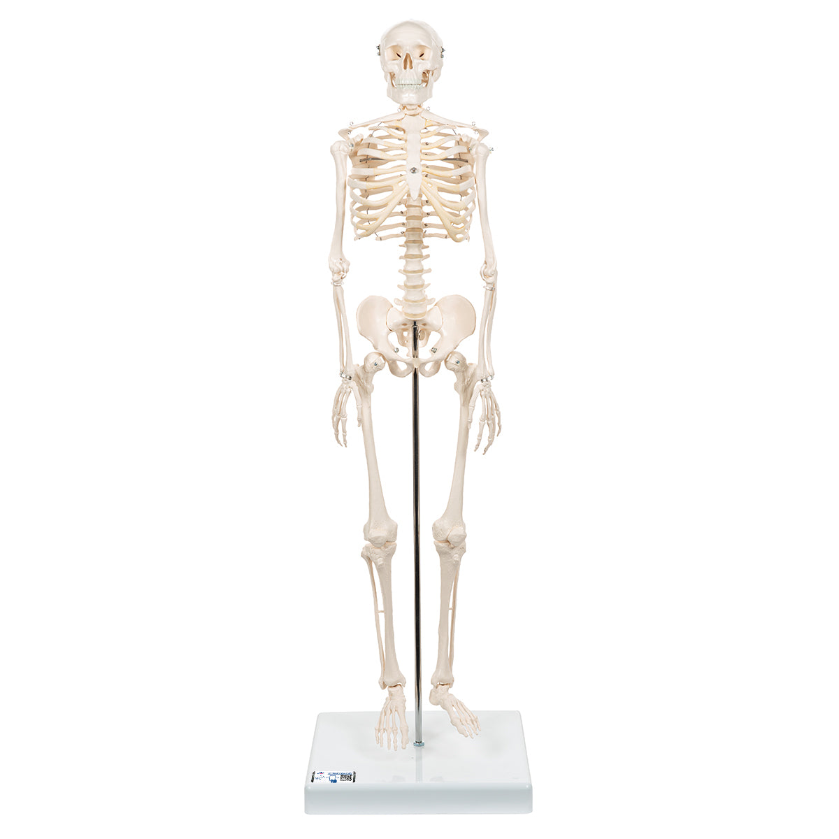 Mini Human Skeleton Model Shorty, Half Natural Size