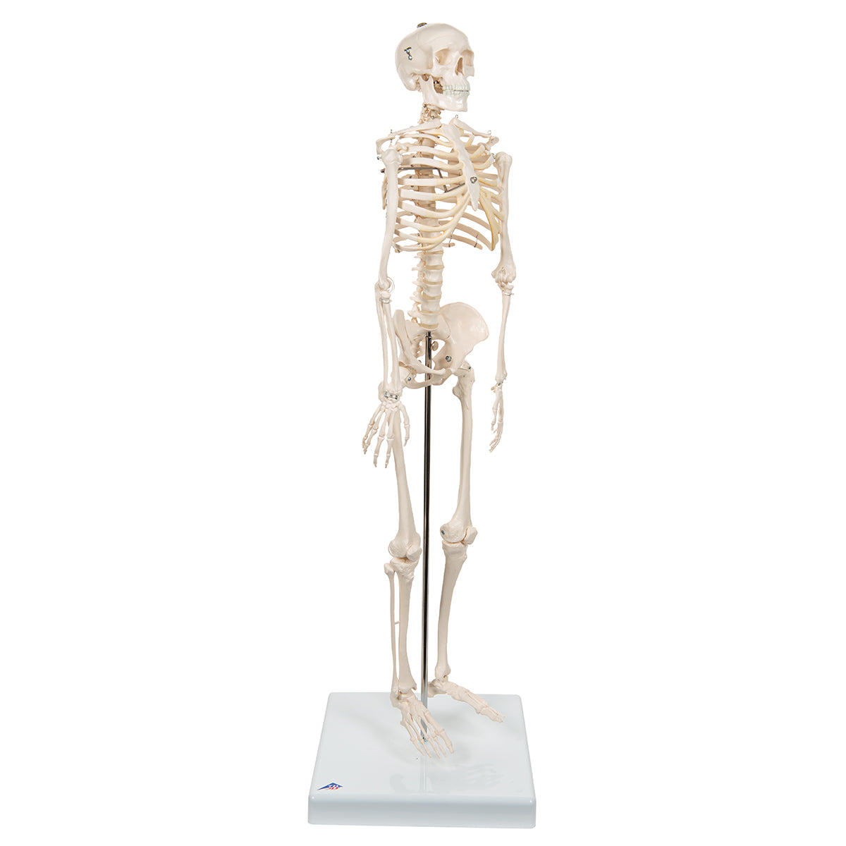 Mini Human Skeleton Model Shorty, Half Natural Size