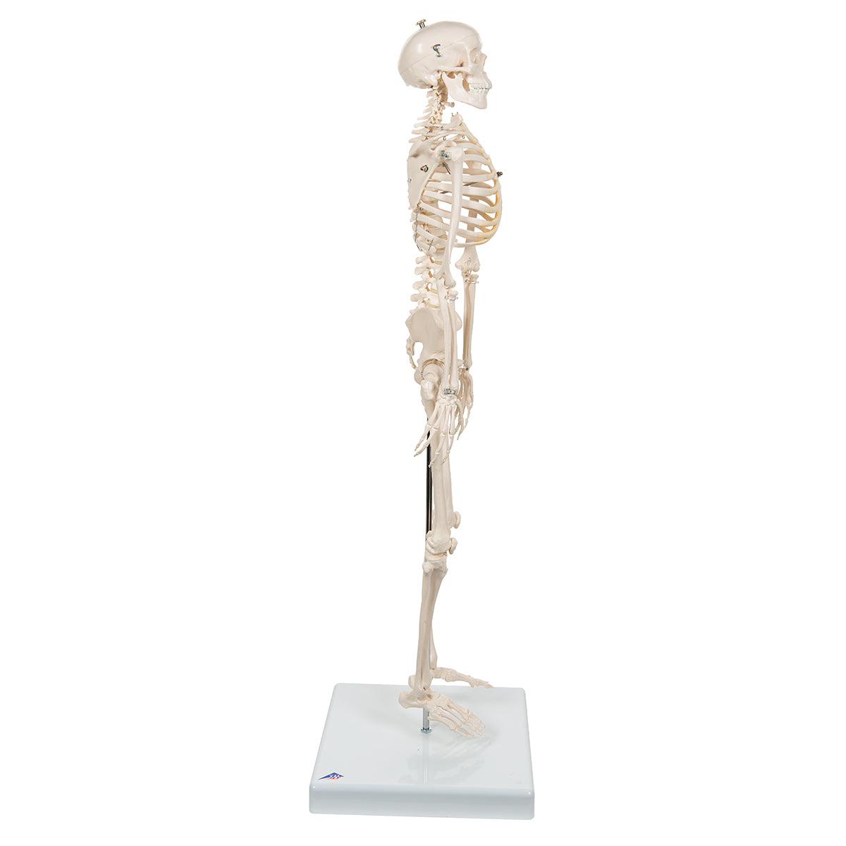 Mini Human Skeleton Model Shorty, Half Natural Size