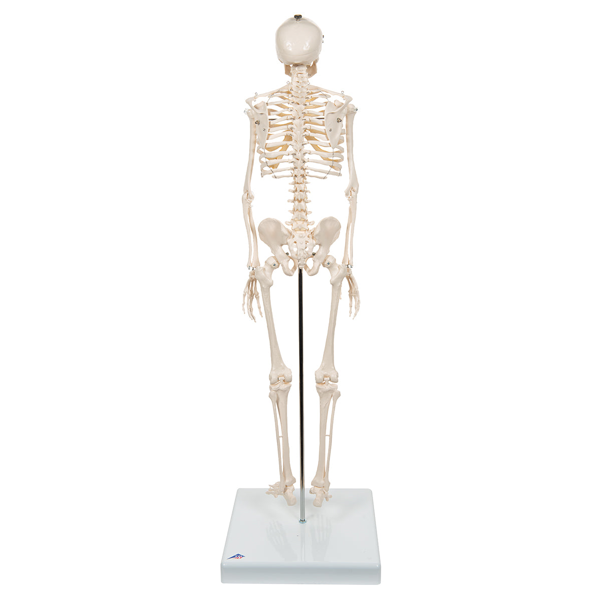 Mini Human Skeleton Model Shorty, Half Natural Size