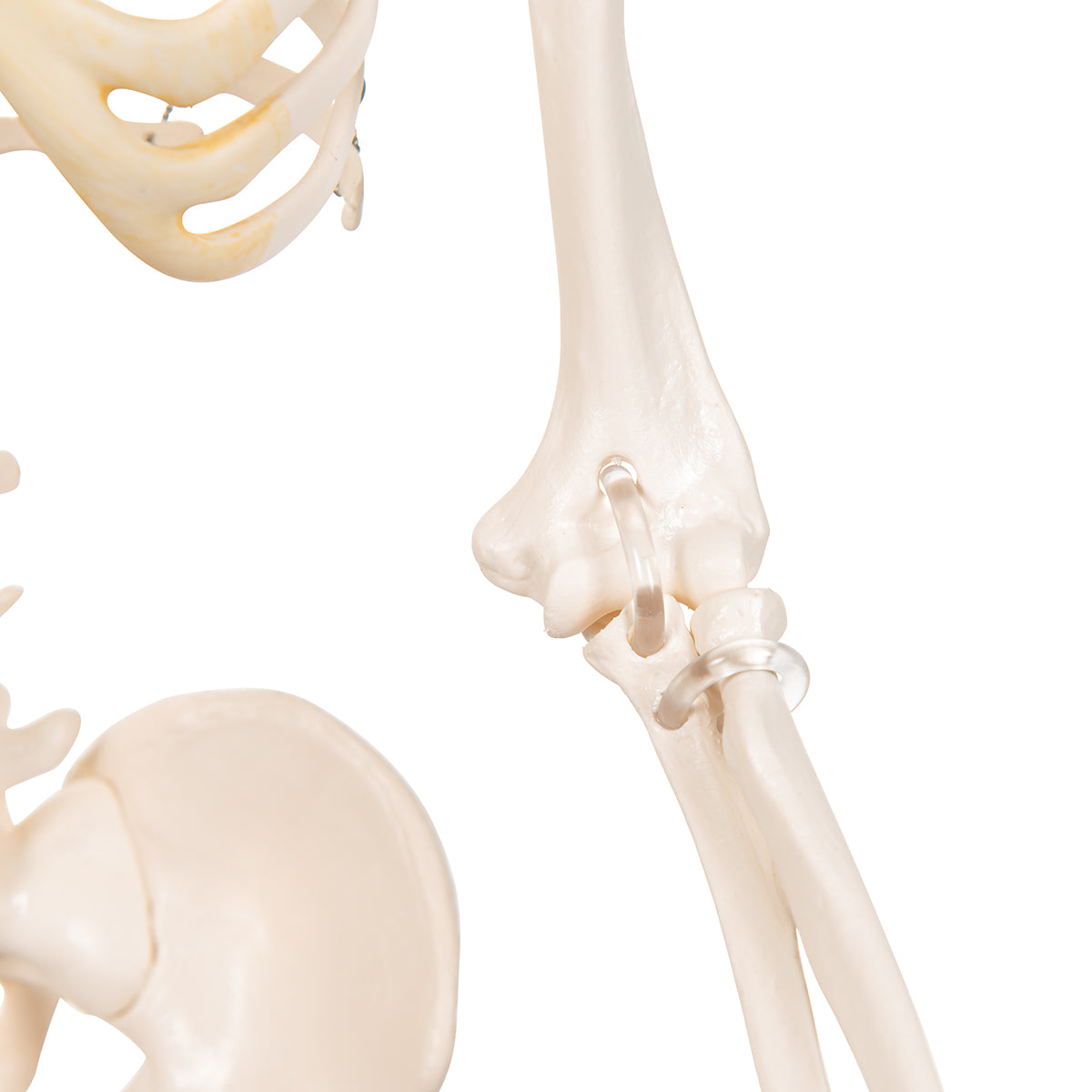 Mini Human Skeleton Model Shorty, Half Natural Size
