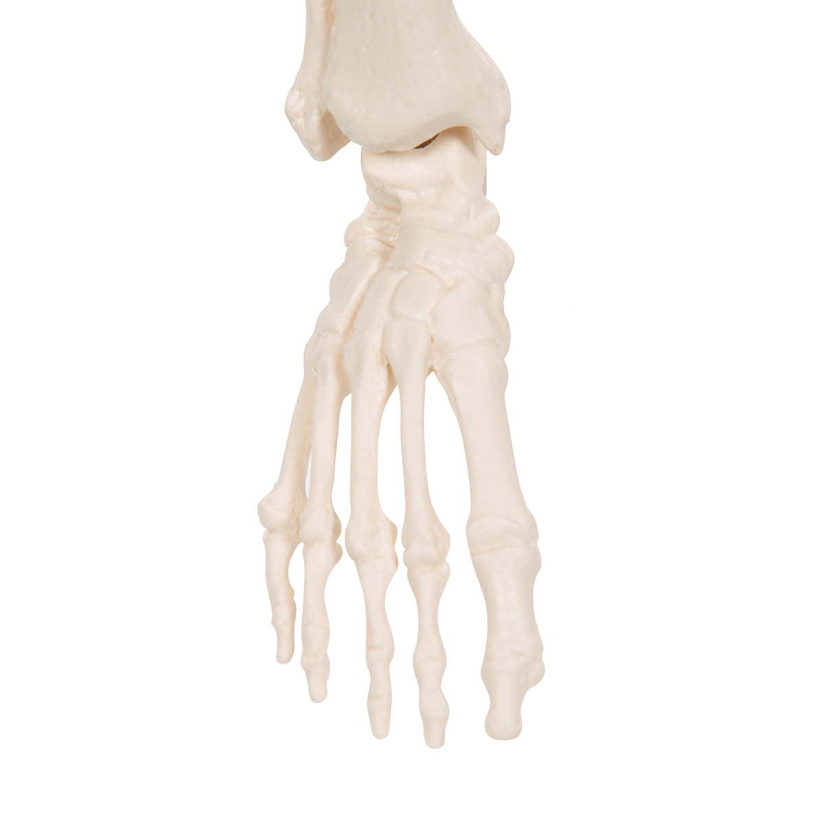 Mini Human Skeleton Model Shorty, Half Natural Size
