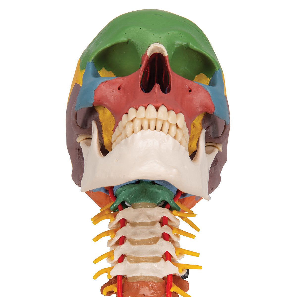 Didactic Skull on Cervical Spine | 3B Scientific A20/2