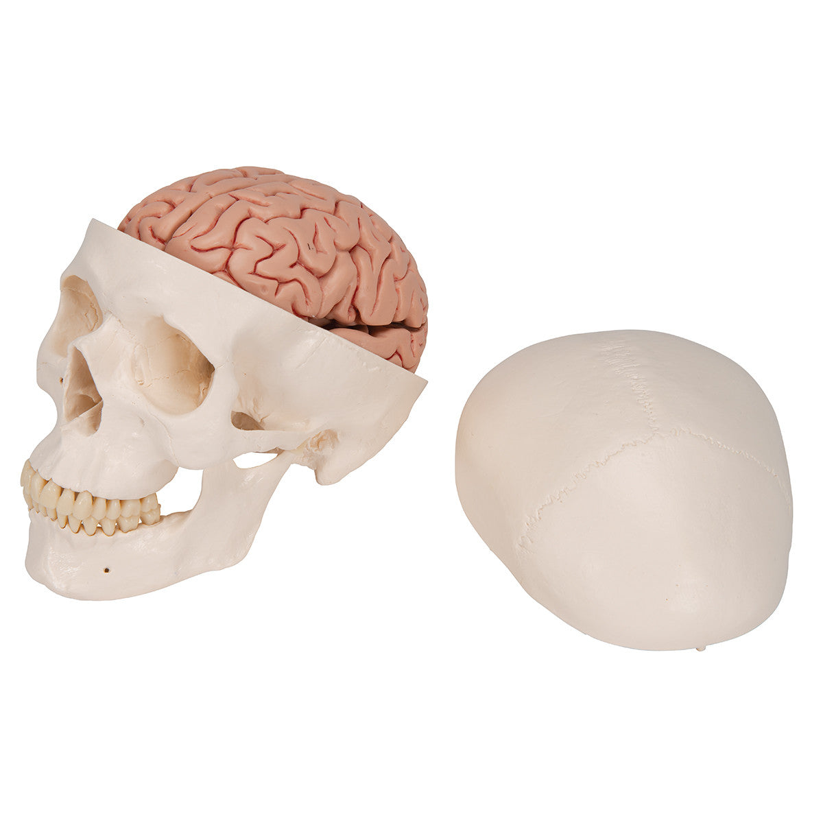 Classic Human Skull Model with 5 part Brain | 3B Scientific A20/9