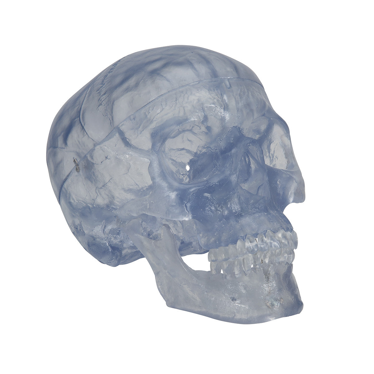 Artificial, Transparent Skull Model, 3 part | 3B Scientific A20/T