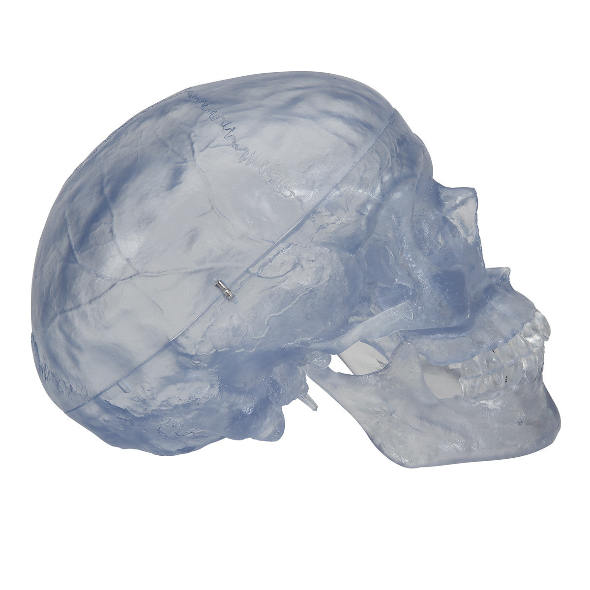 Artificial, Transparent Skull Model, 3 part | 3B Scientific A20/T