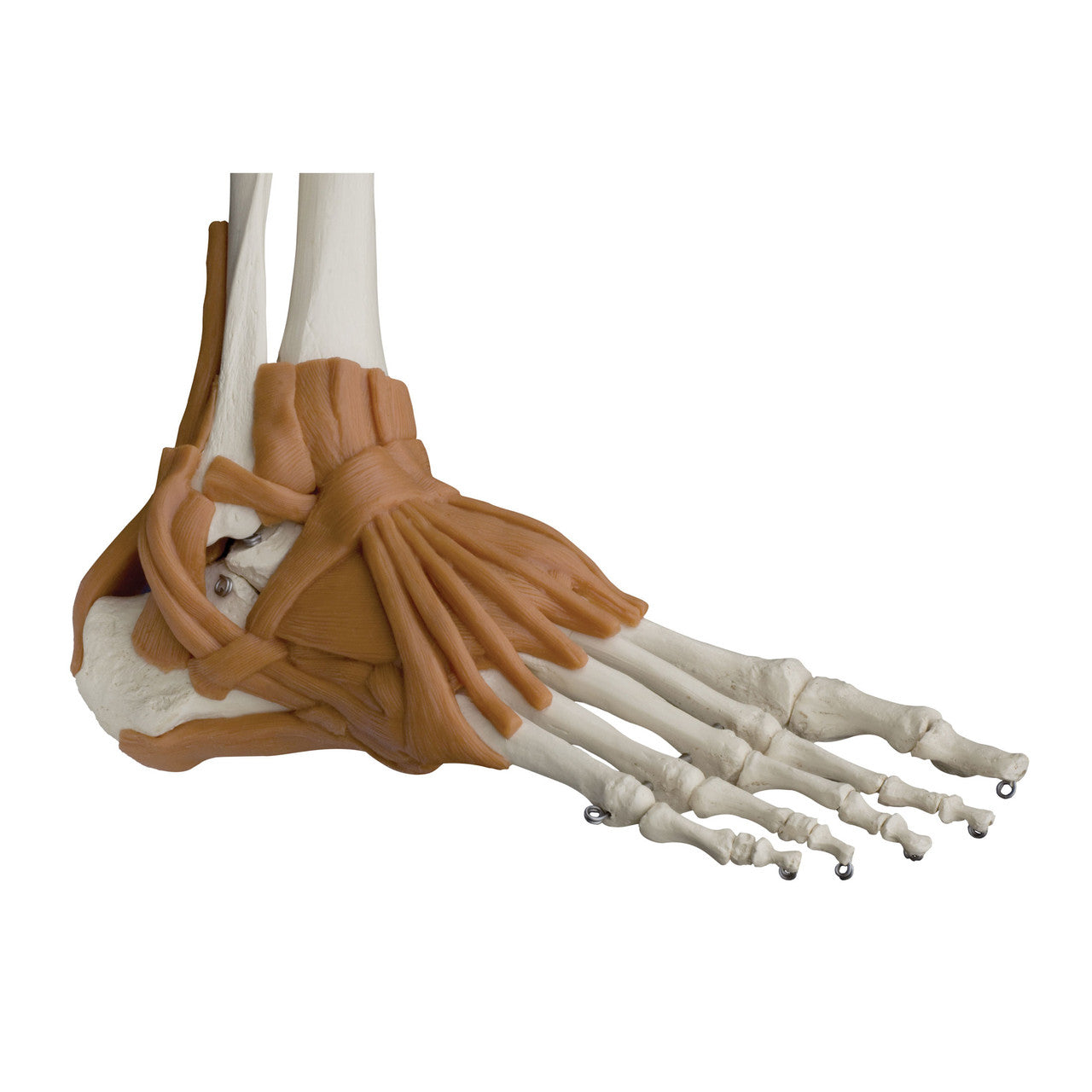 Foot Skeleton with Ligaments