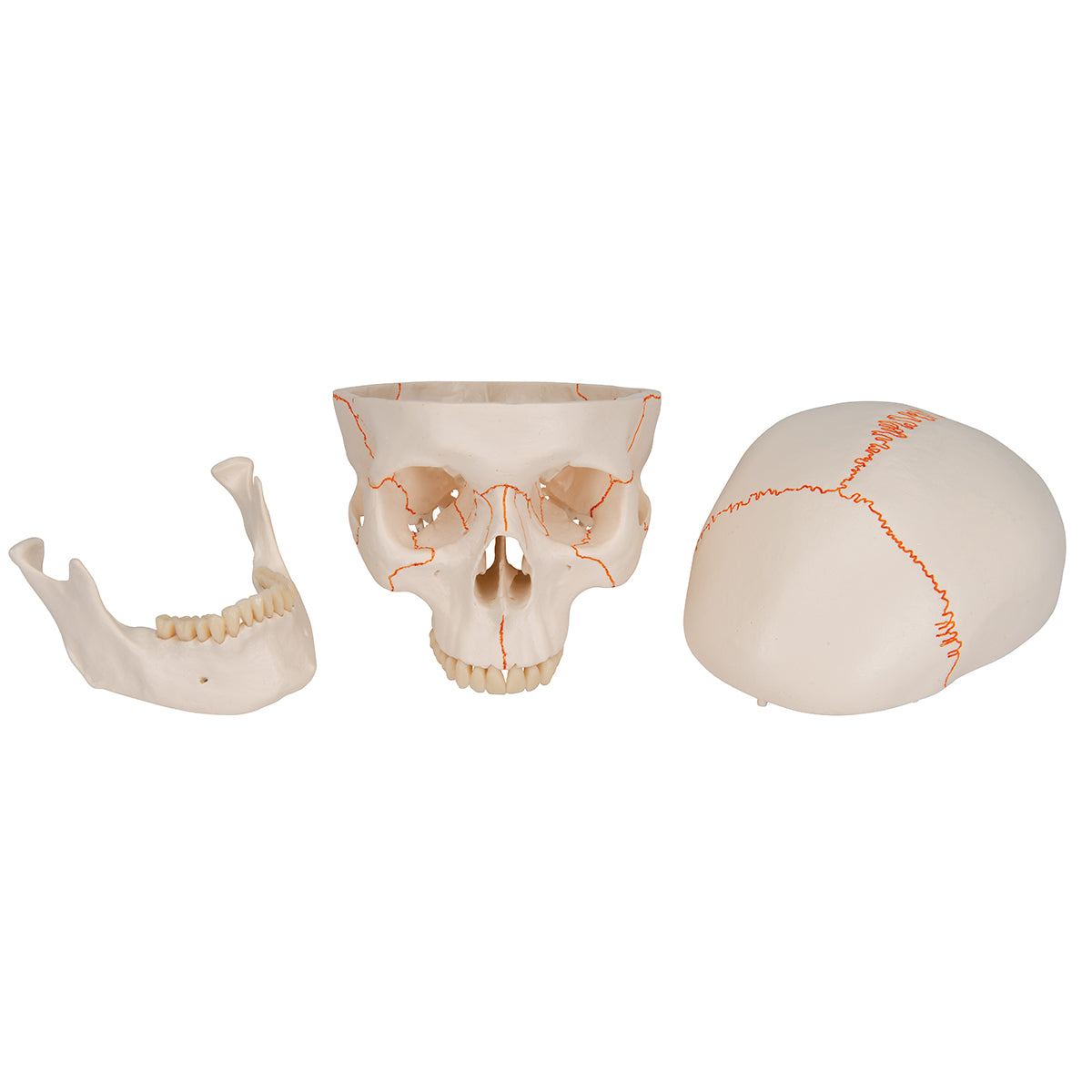 Numbered Human Classic Skull, 3-part - 3B Scientific A21, view 10