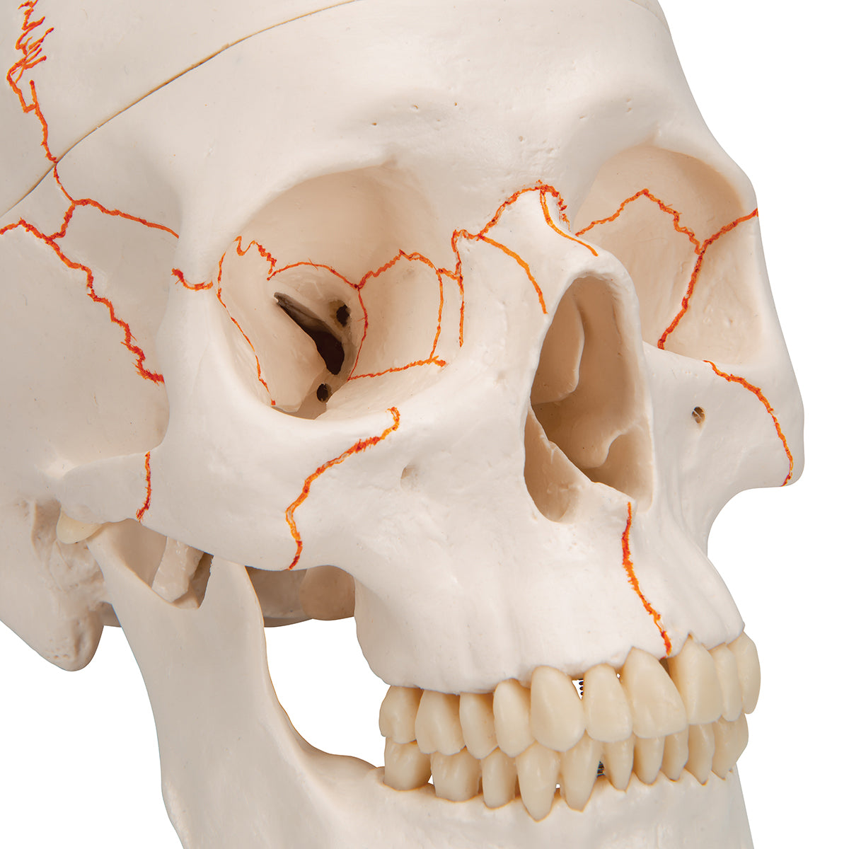 Numbered Human Classic Skull, 3-part - 3B Scientific A21, view 11