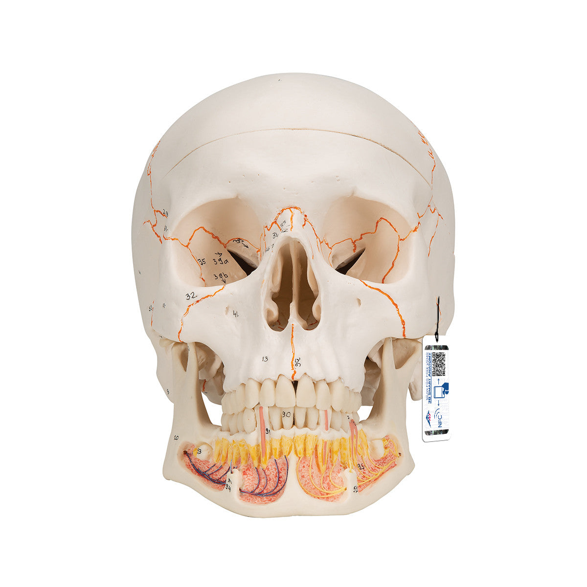Classic Human Skull Model with Opened Lower Jaw, 3-parts | 3B Scientific A22