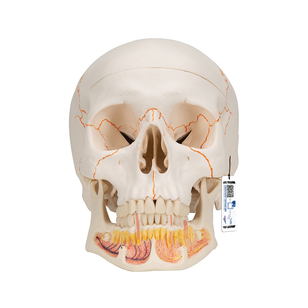 Classic Human Skull Model with Opened Lower Jaw, 3 part - 3B Scientific A22, view 8