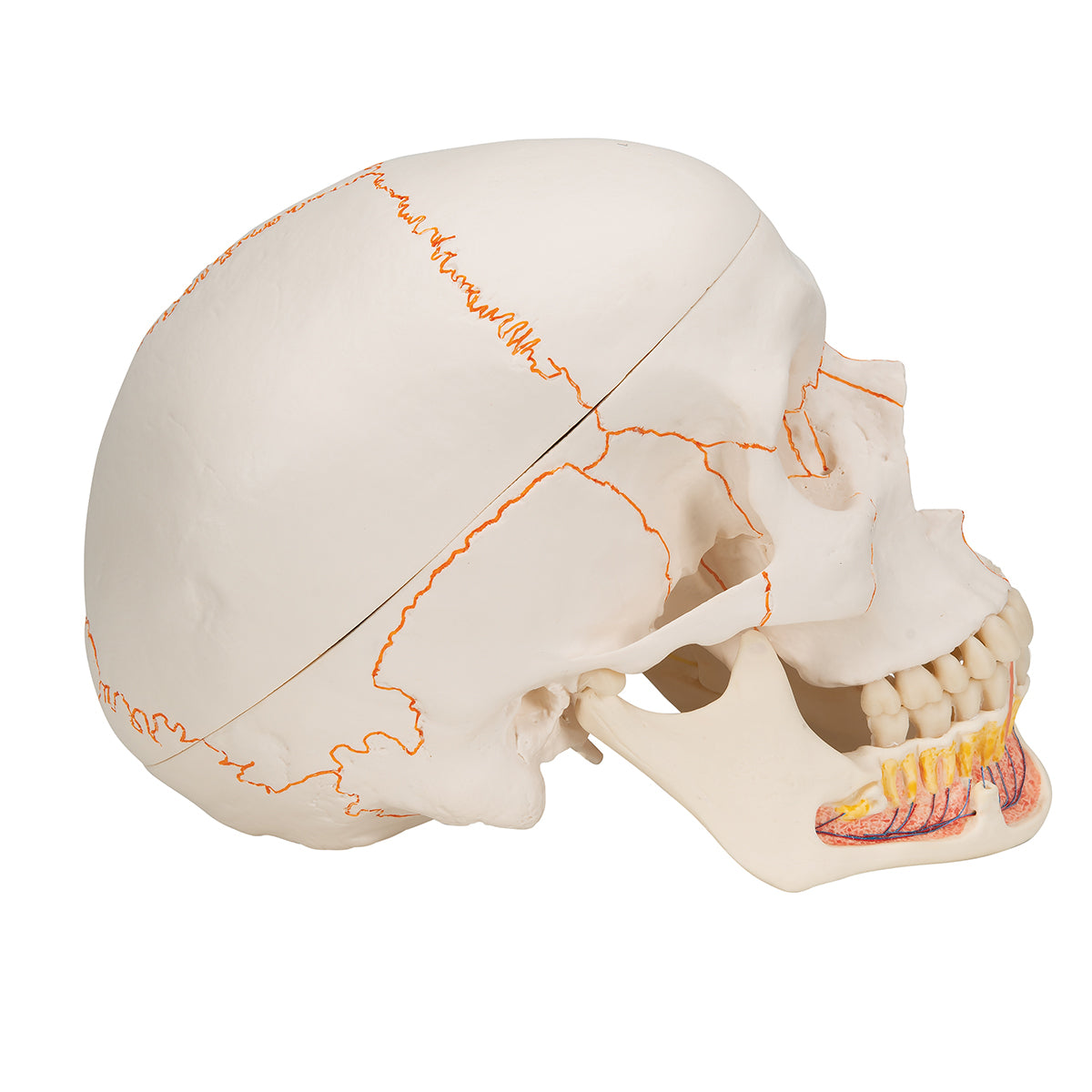 Classic Human Skull Model with Opened Lower Jaw, 3 part - 3B Scientific A22, view 9
