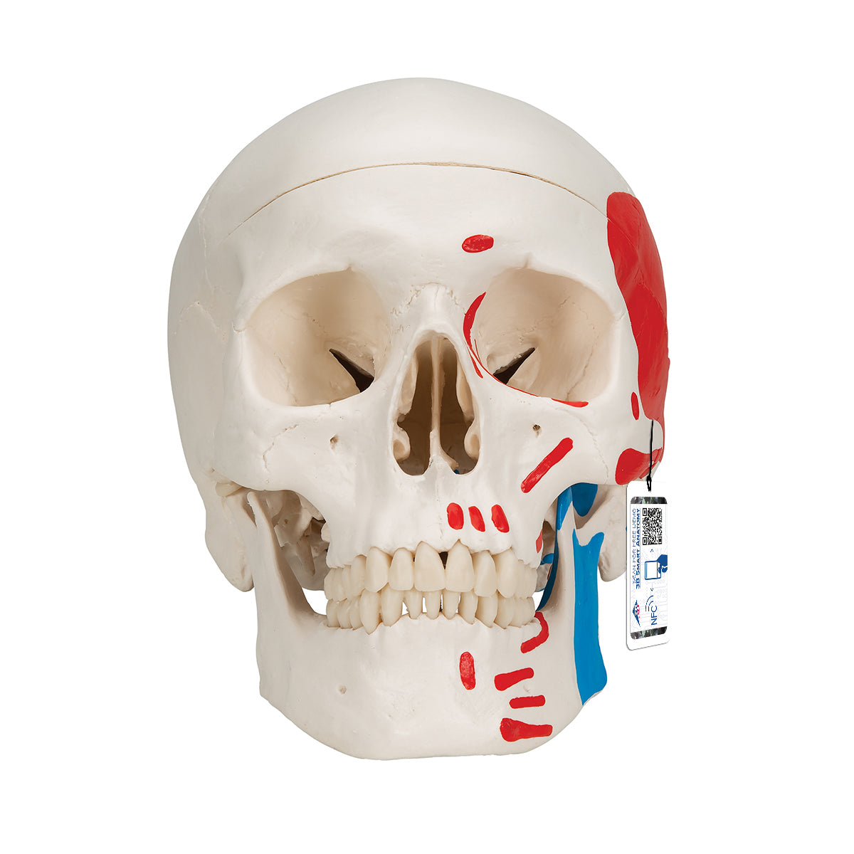Classic Human Skull Model painted, 3 part - 3B Scientific A23, view 8