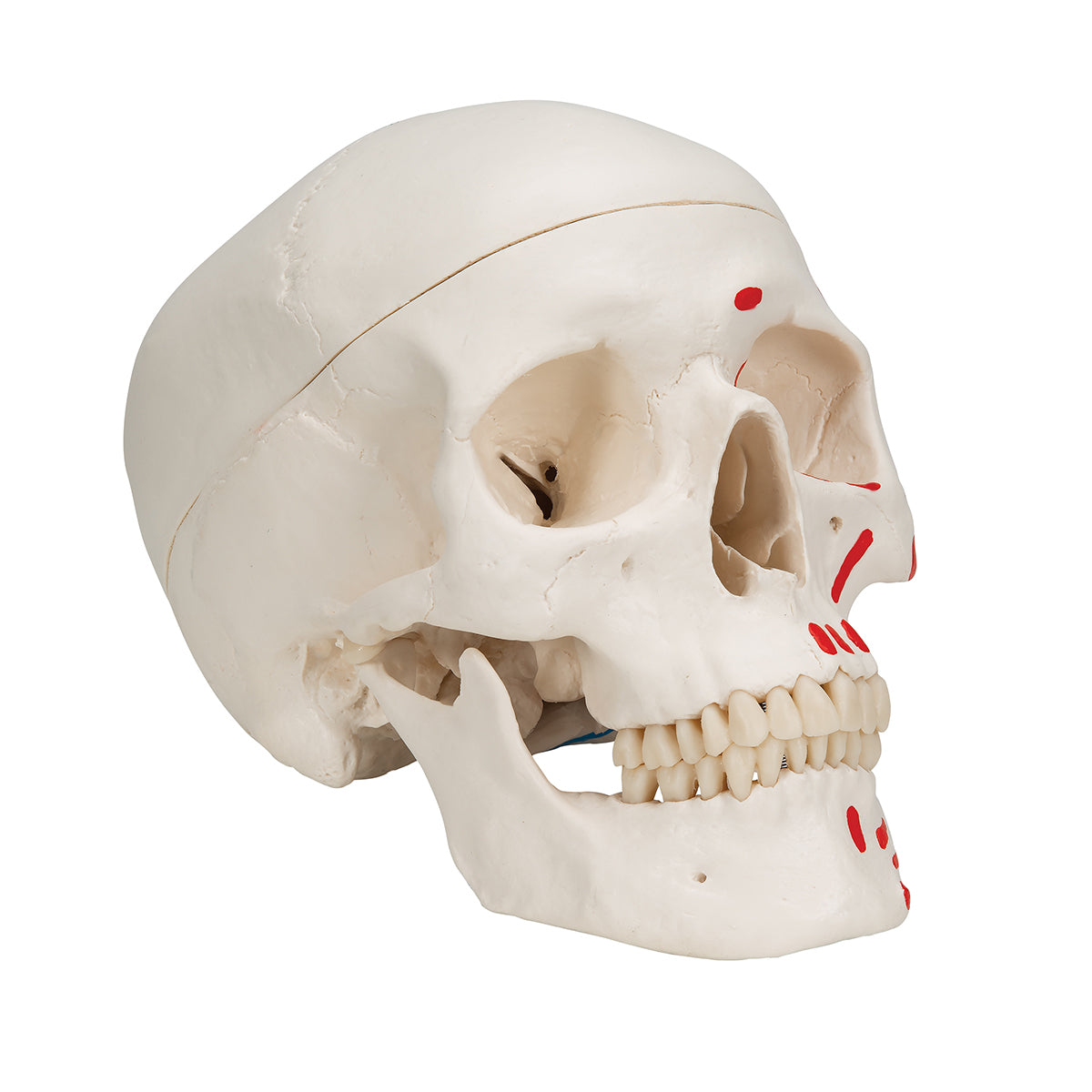 Classic Human Skull Model painted, 3 part - 3B Scientific A23, view 9