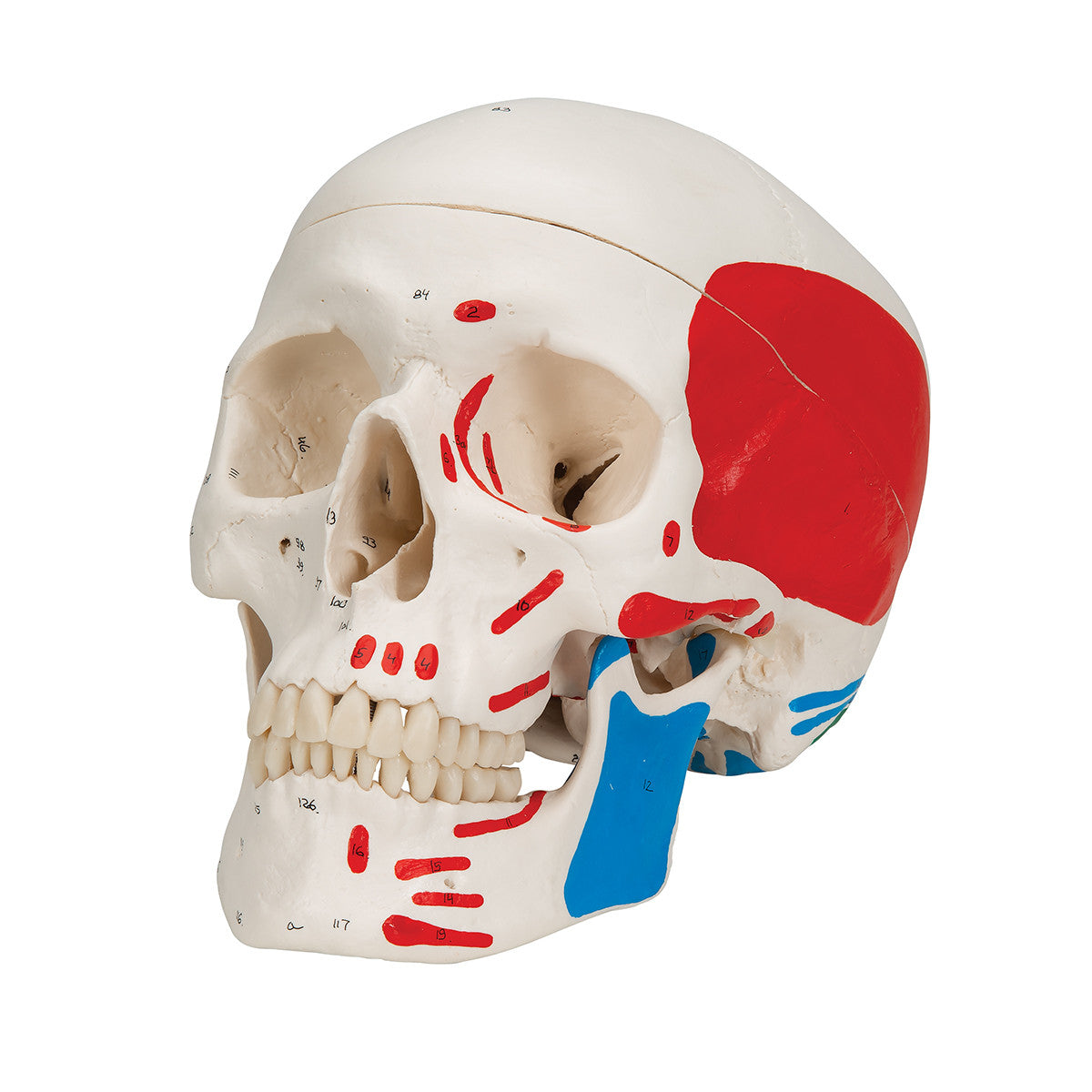 Classic Human Skull Model, painted, 3-part | 3B Scientific A23