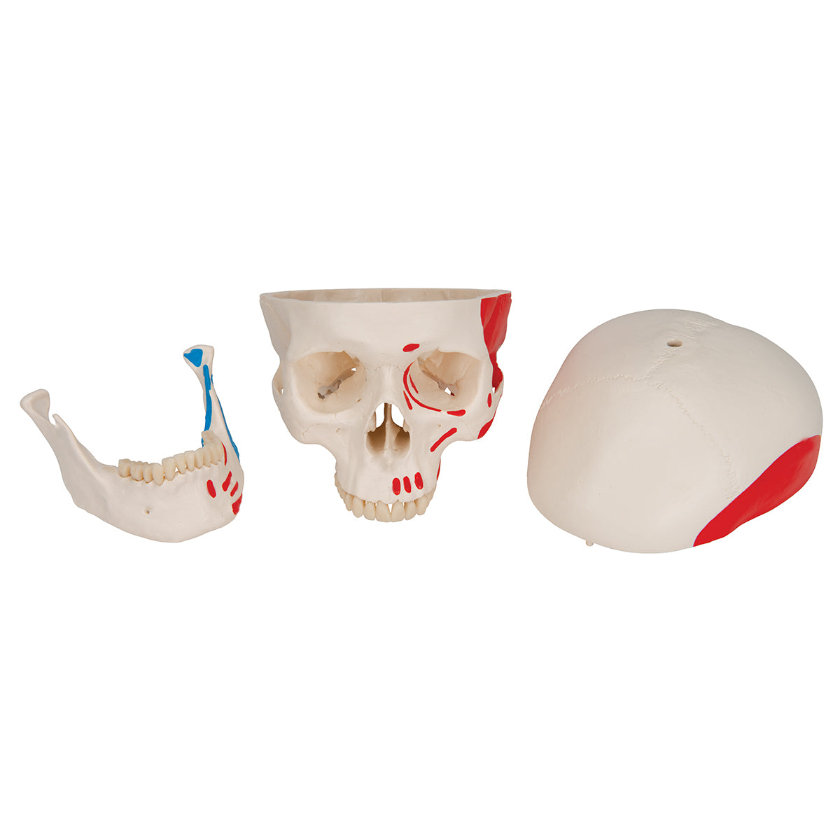 Classic Human Skull Model painted, 3 part - 3B Scientific A23, view 13