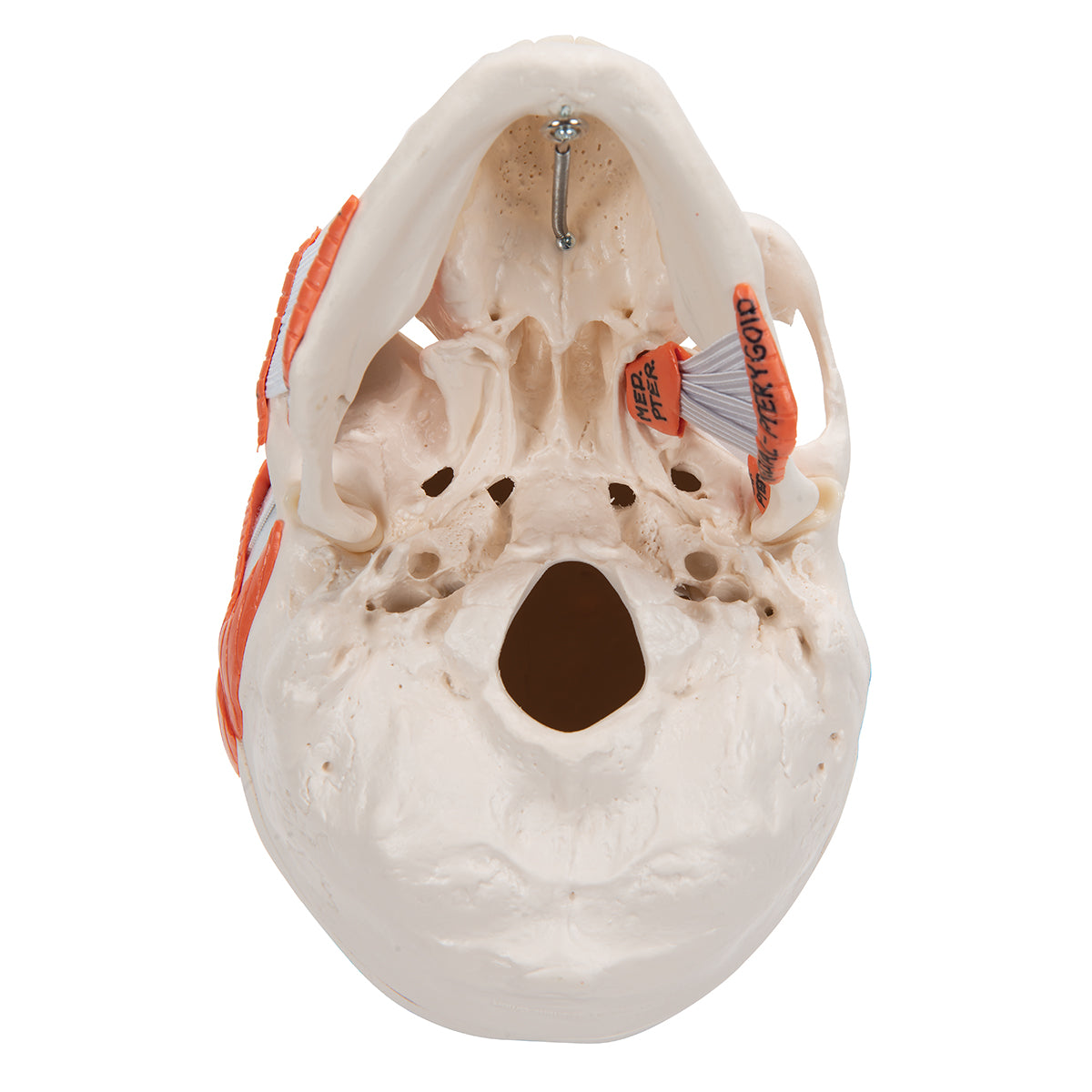 TMJ Human Skull Model, Demonstrates Functions of Masticator Muscles, 2 part - 3B Scientific A24, view 13