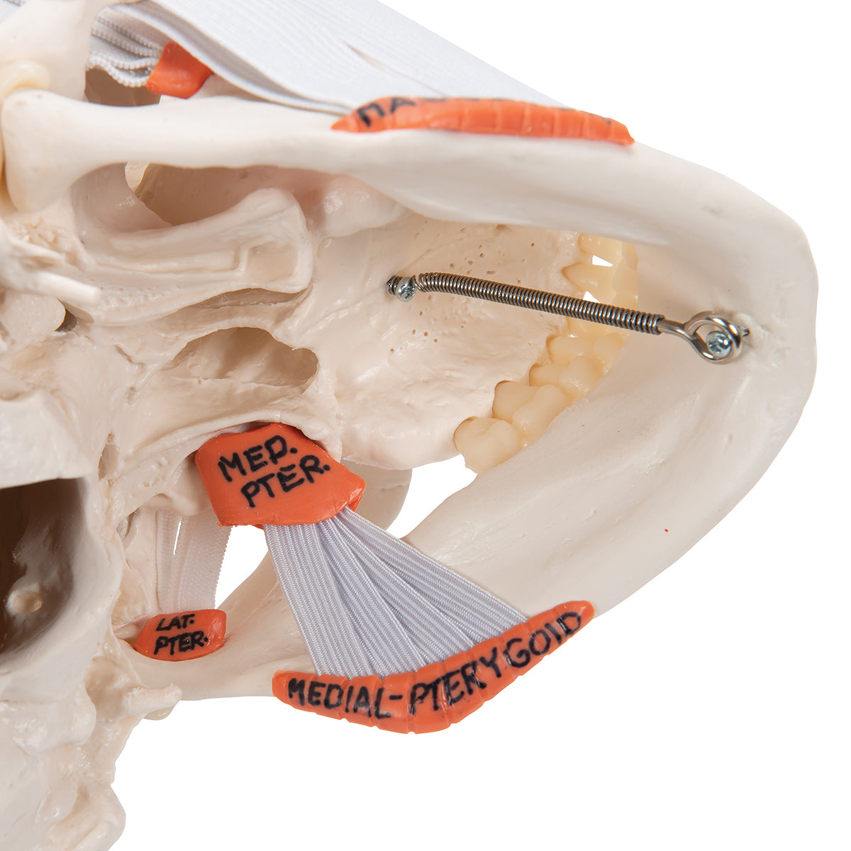 TMJ Human Skull Model, Demonstrates Functions of Masticator Muscles, 2 part - 3B Scientific A24, view 14