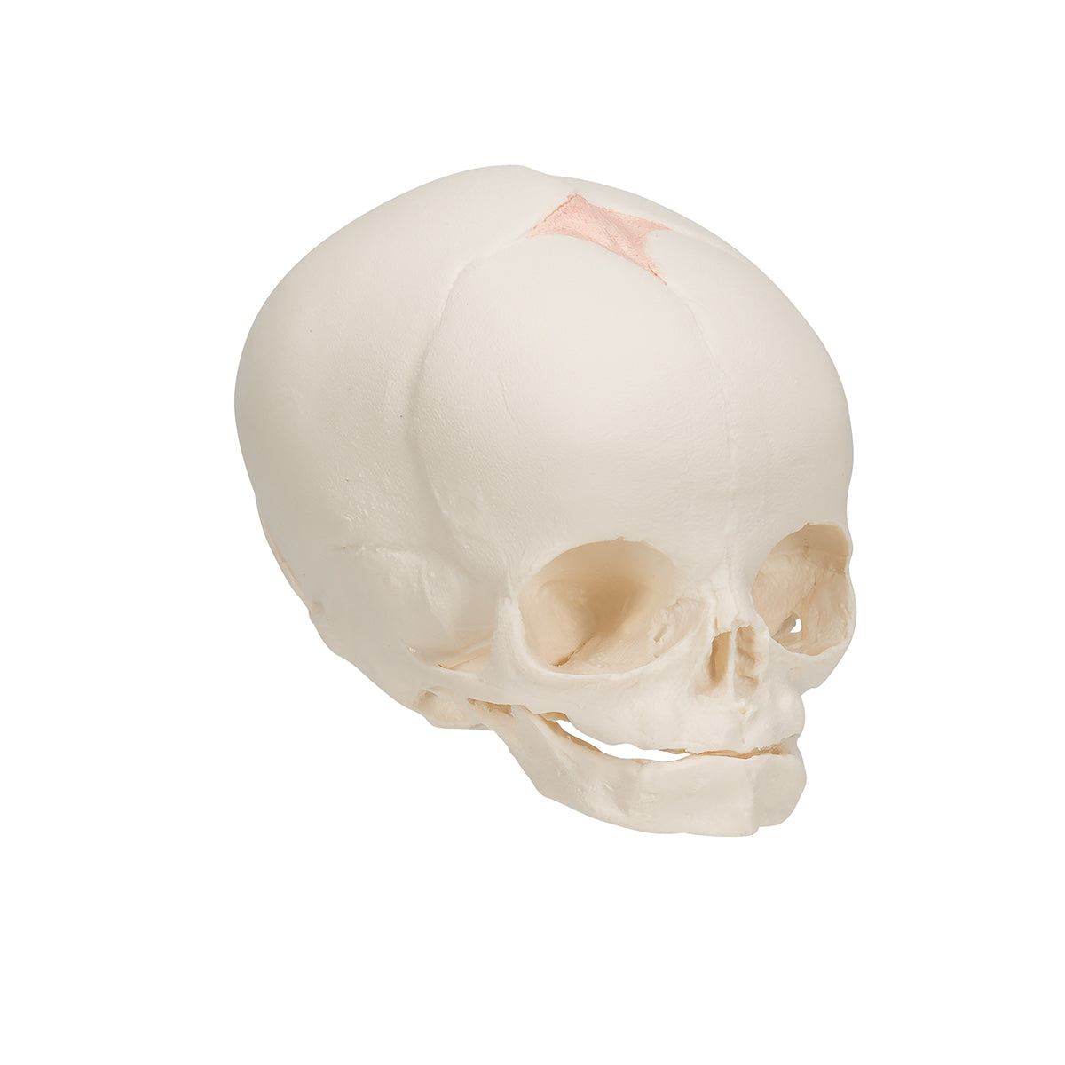 Fetal Skull - 3B Scientific A25, view 8