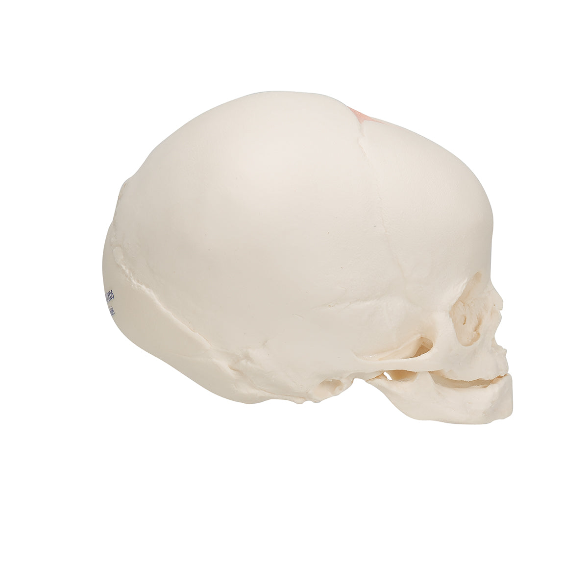 Fetal Skull - 3B Scientific A25, view 9