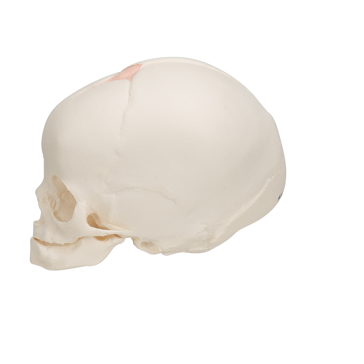 Fetal Skull - 3B Scientific A25, view 11