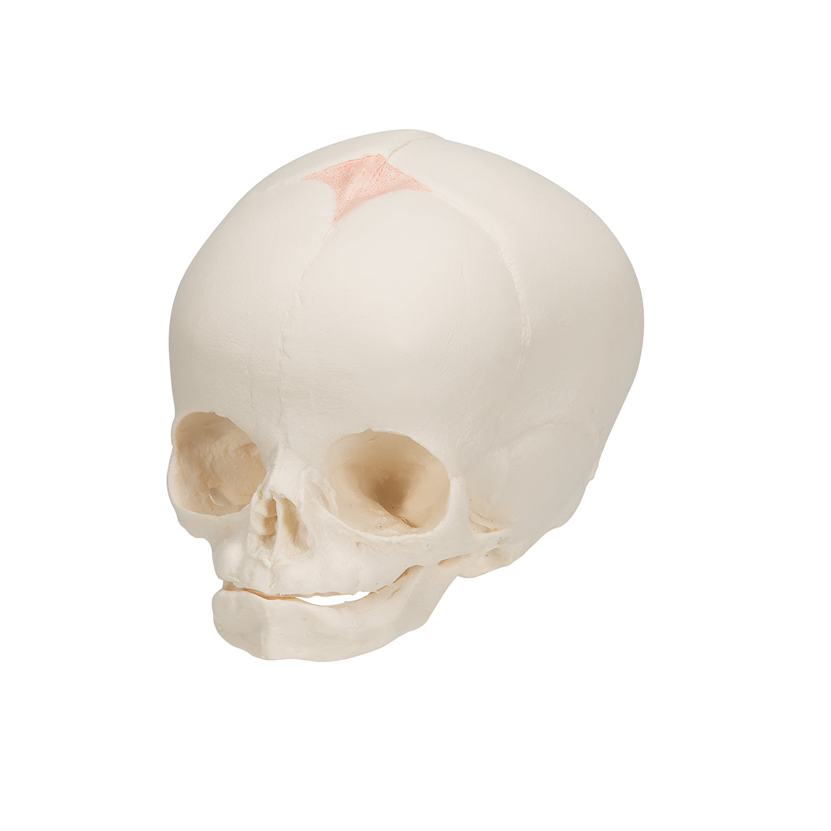 Fetal Skull - 3B Scientific A25, view 12