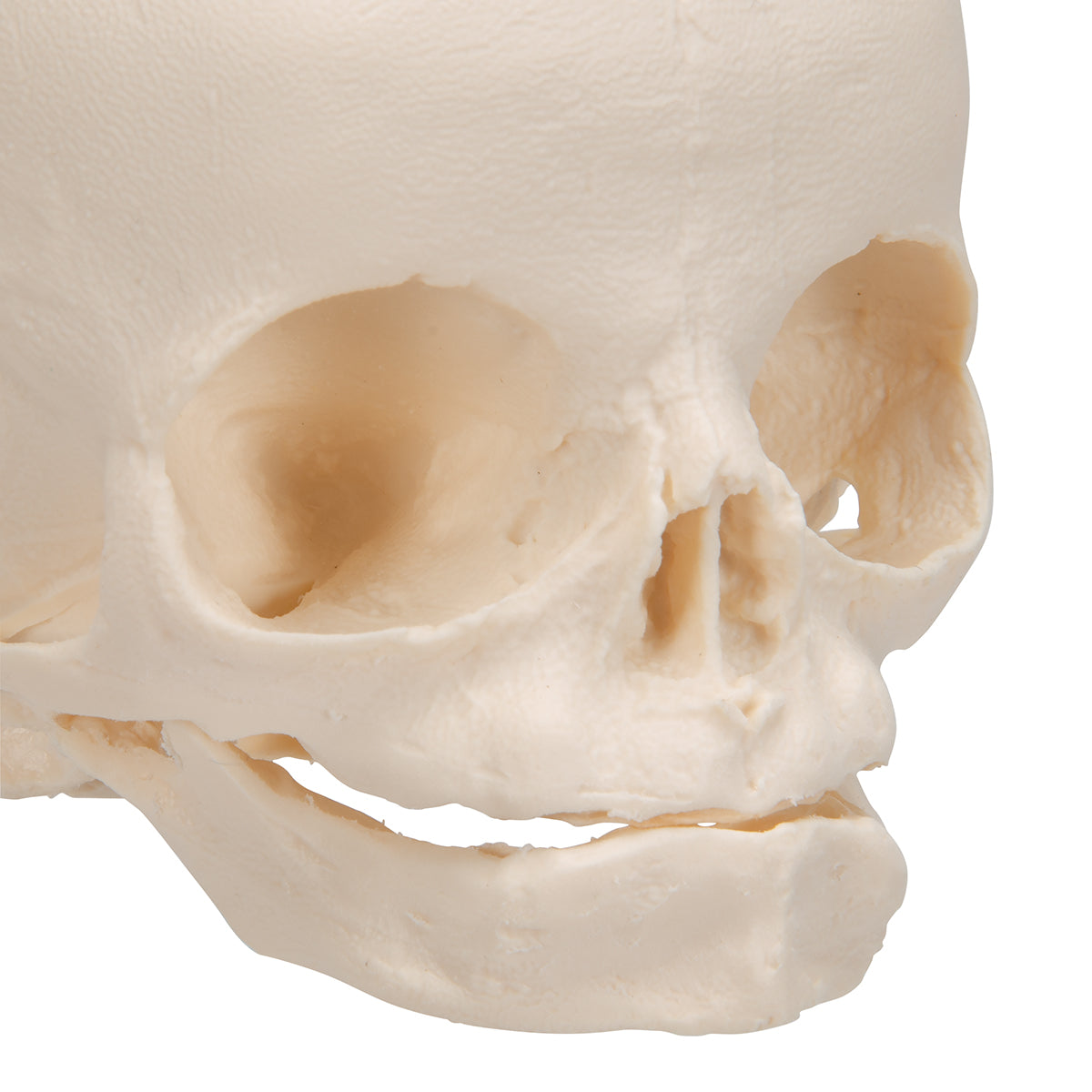 Fetal Skull - 3B Scientific A25, view 13