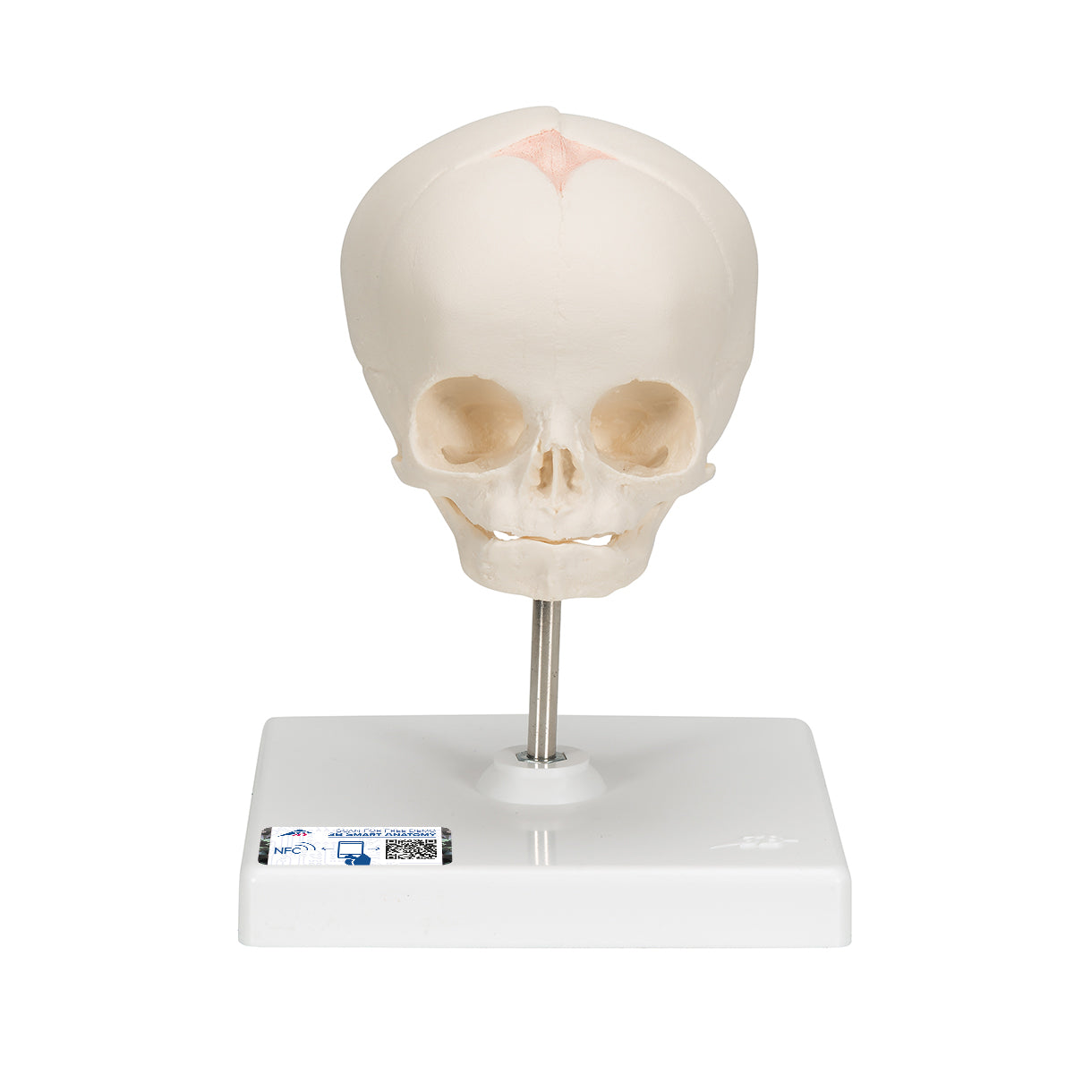 Fetal Skull Model, Natural Cast, 30th week of Pregnancy, on Stand