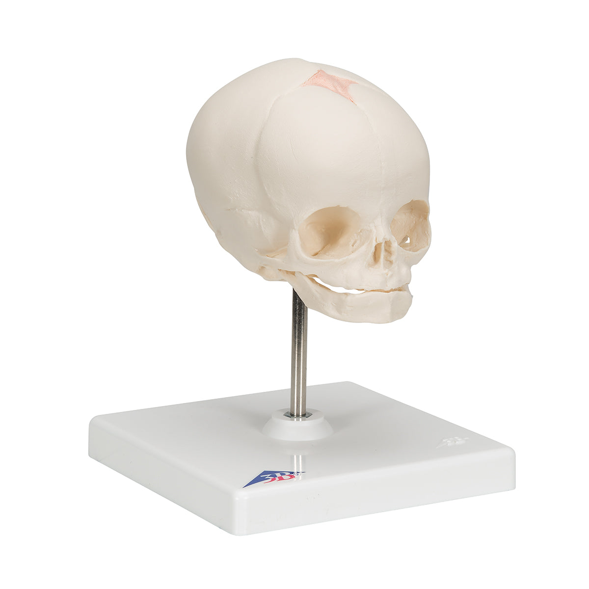 Fetal Skull Model, Natural Cast, 30th week of Pregnancy, on Stand - 3B Scientific A26, view 8
