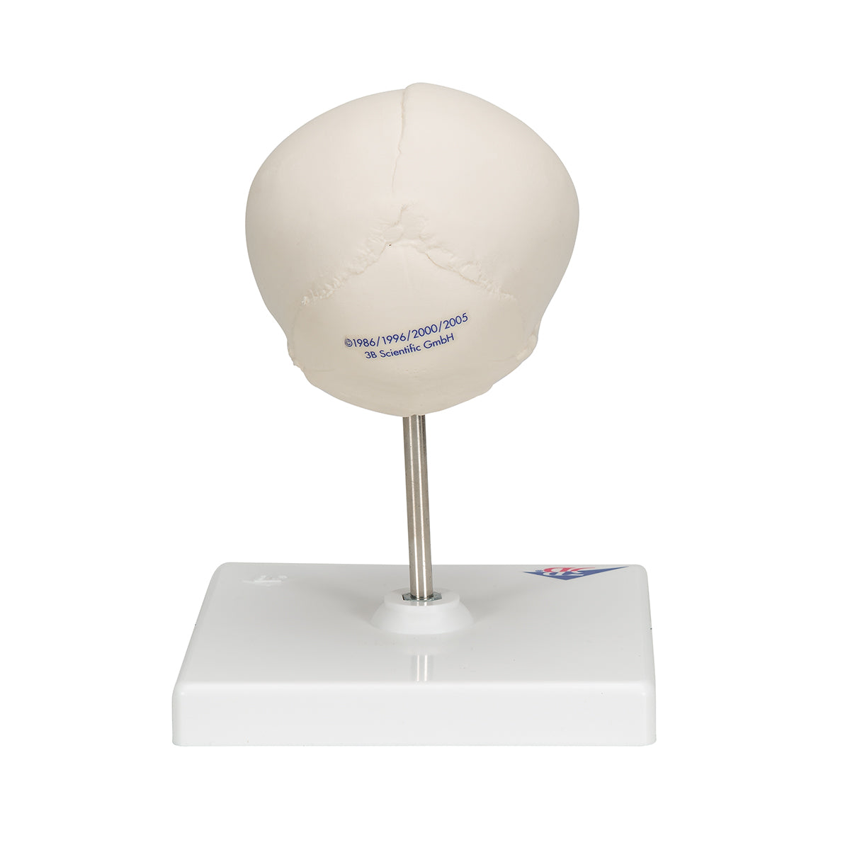 Fetal Skull Model, Natural Cast, 30th week of Pregnancy, on Stand - 3B Scientific A26, view 10