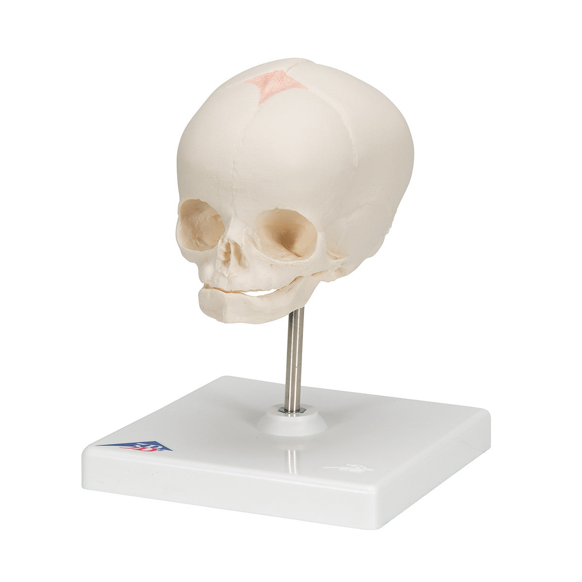 Fetal Skull with Stand | 3B Scientific A26