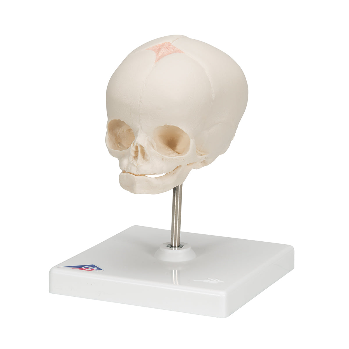 Fetal Skull Model, Natural Cast, 30th week of Pregnancy, on Stand - 3B Scientific A26, view 12