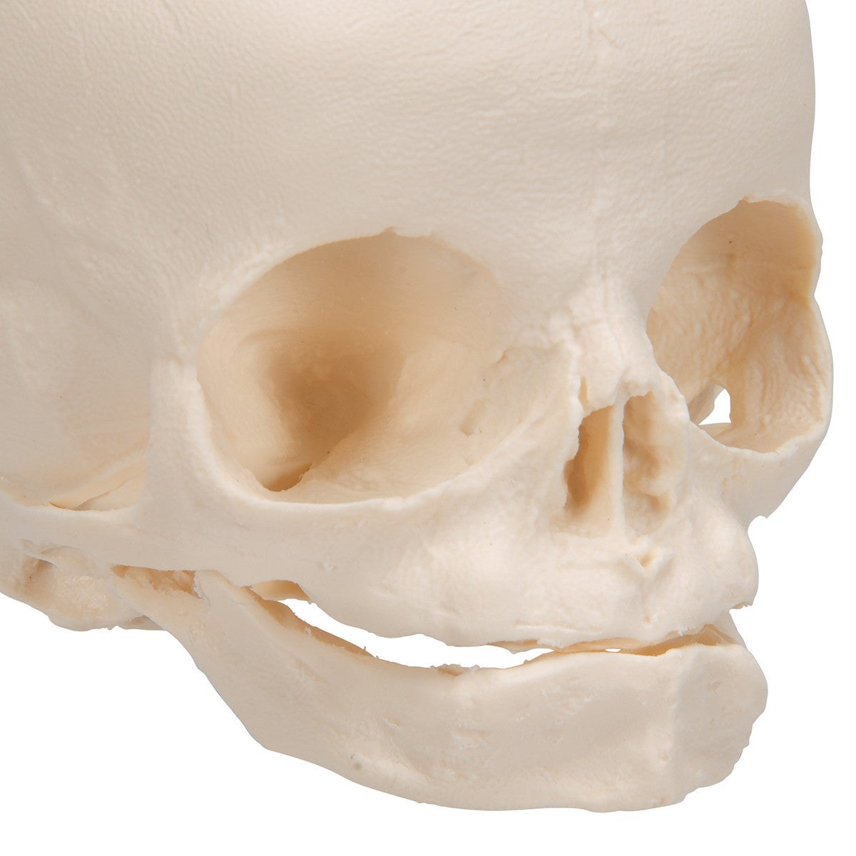 Fetal Skull with Stand | 3B Scientific A26